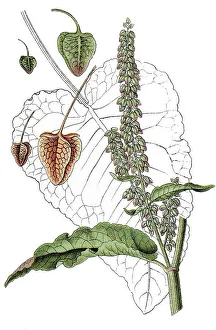 Western Dock (Rumex aquaticus)