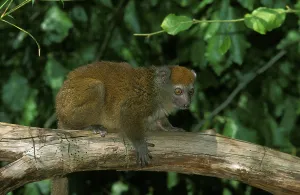 Western eastern lesser bamboo lemur (Hapalemur griseus) occidentalis