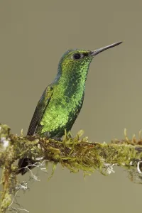 Western Emerald (Chlorostilbon melanorhynchus)