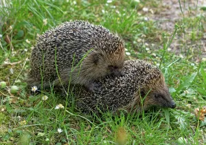 Western European hedgehog (Erinaceus europaeus) mating