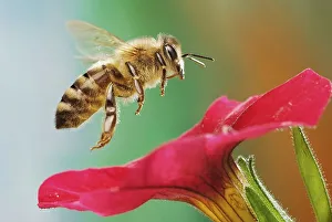 Western or European honey bee (Apis mellifera)