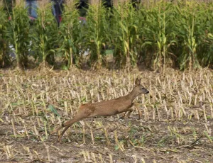 Western european roe deer (Capreolus capreolus) immature