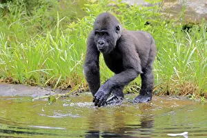 Western gorilla (Gorilla gorilla)