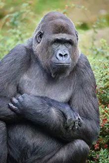 Western gorilla (Gorilla gorilla)