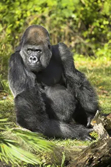 Western gorilla (Gorilla gorilla)