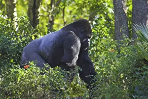 Western gorilla (Gorilla gorilla)