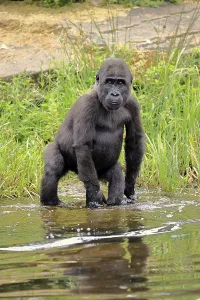 Western gorilla (Gorilla gorilla)