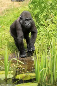 Western gorilla (Gorilla gorilla)