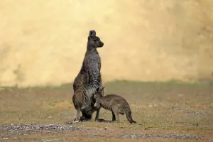 Western Gray Kangaroo (Macropus fuliginosus fuliginosus)