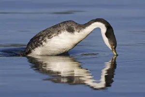 Western Grebe (Aechmophorus occidentalis)
