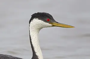 Western Grebe (Aechmophorus occidentalis)