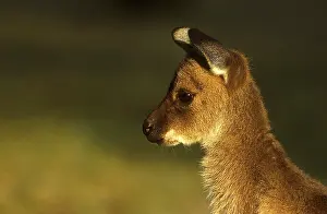 Western Grey Giant Kangaroo, Western Grey Giant Kangaroo