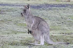 Western Grey Kangaroo or Kangaroo Island Kangaroo (Macropus fuliginosus)
