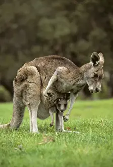 Western Grey Kangaroo (Macropus fuliginosis) with joey in pouch