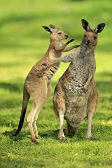 Western Grey Kangaroo (Macropus fuliginosus)