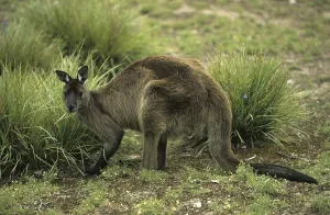Western Grey Kangaroo (Macropus fuliginosus)