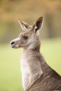 Western grey kangaroo (Macropus fuliginosus)