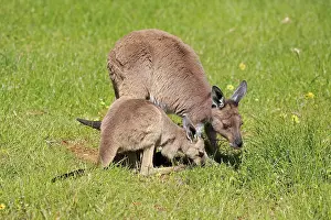 Western Grey Kangaroo (Macropus fuliginosus)