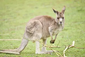 Western grey kangaroo (Macropus fuliginosus)