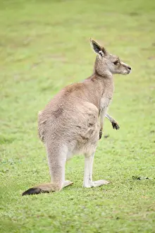 Western grey kangaroo (Macropus fuliginosus)