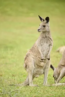 Western grey kangaroo (Macropus fuliginosus) sitting on a meadwo