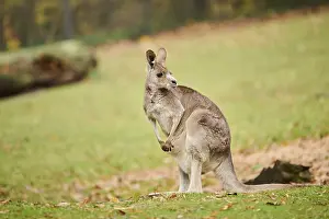 Western grey kangaroo (Macropus fuliginosus) standing on a meadow