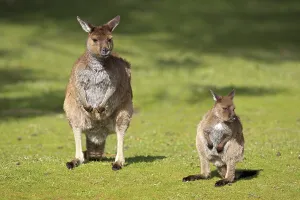 Western Grey Kangaroos (Macropus fuliginosus)