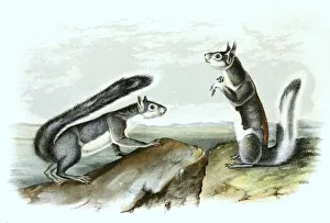 Western grey squirrel (Sciurus griseus)