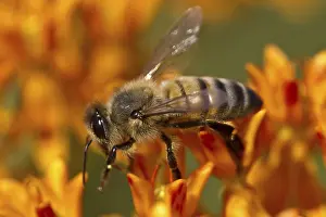 Western Honey Bee (Apis mellifera) introduced species