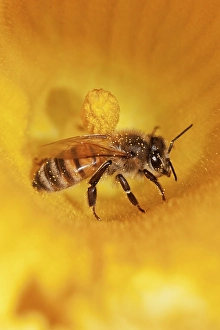 Western honey bee (Apis mellifera) on pumpkin flower