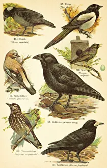 Western jackdaw (Coloeus monedula)