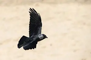 Western jackdaw (Coloeus monedula) approaching to land