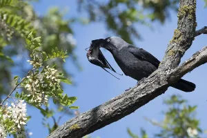 Western Jackdaw (Coloeus monedula) perched on a branch feeding on Barn Swallow (Hirundo rustica) prey