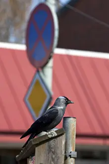 Western jackdaw (Corvus monedula) in the city