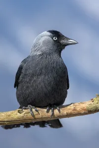 Western jackdaw (Corvus monedula) sits on a branch