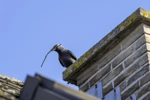 Western jackdaw, European jackdaw (Coloeus monedula)
