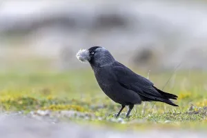 Western jackdaw, European jackdaw (Coloeus monedula) collecting nesting material like sheep's wool in meadow
