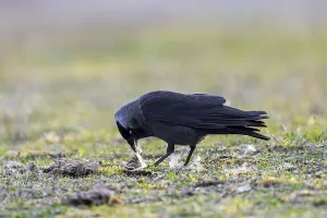 Category Wildlife DE Prints: Western jackdaw, European jackdaw (Coloeus monedula) collecting nesting material like sheep's wool in meadow