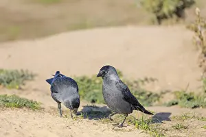 Two western jackdaws (Coloeus monedula) search for food in a sandy area on a sunny day