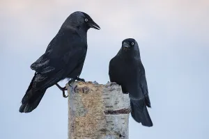 Western jackdaws (Corvus monedula)