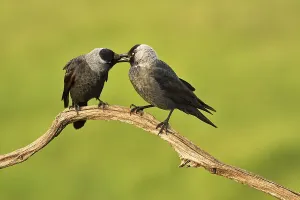 Western jackdaws (Corvus monedula) at the courtship display on branch