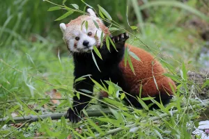 Western lesser panda, Ailurus fulgens)