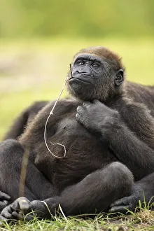 Western Lowland Gorilla (Gorilla gorilla gorilla)