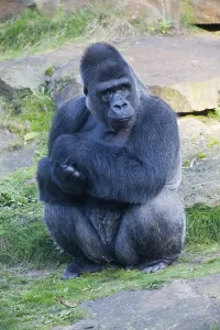 Western Lowland Gorilla (Gorilla gorilla gorilla)