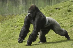 Western Lowland Gorilla (Gorilla gorilla gorilla)