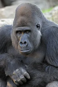 Western Lowland Gorilla (Gorilla gorilla gorilla)