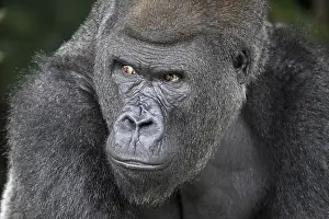 Western lowland gorilla (Gorilla gorilla gorilla)