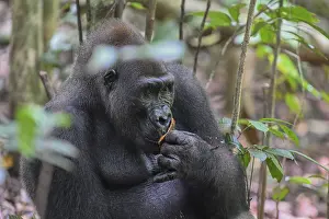 Western lowland gorilla (Gorilla gorilla gorilla)