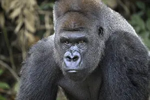 Western lowland gorilla (Gorilla gorilla gorilla)