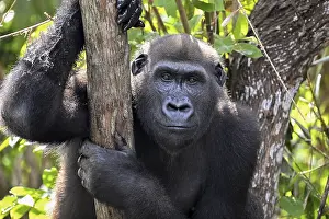 Western lowland gorilla (Gorilla gorilla gorilla)